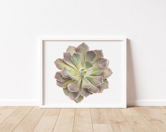 Succulent Digital Photography Instant Download, Fine Art Photography, Nature Photography