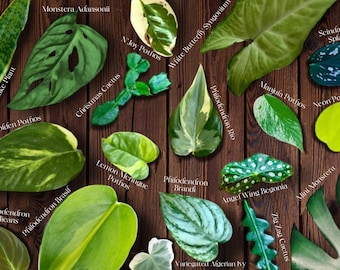 Indoor Houseplant STARTER PLANTS - Curated Selection of Hand Picked Housplants - Plant Propagation Starts - Pothos, Philodendron, & More
