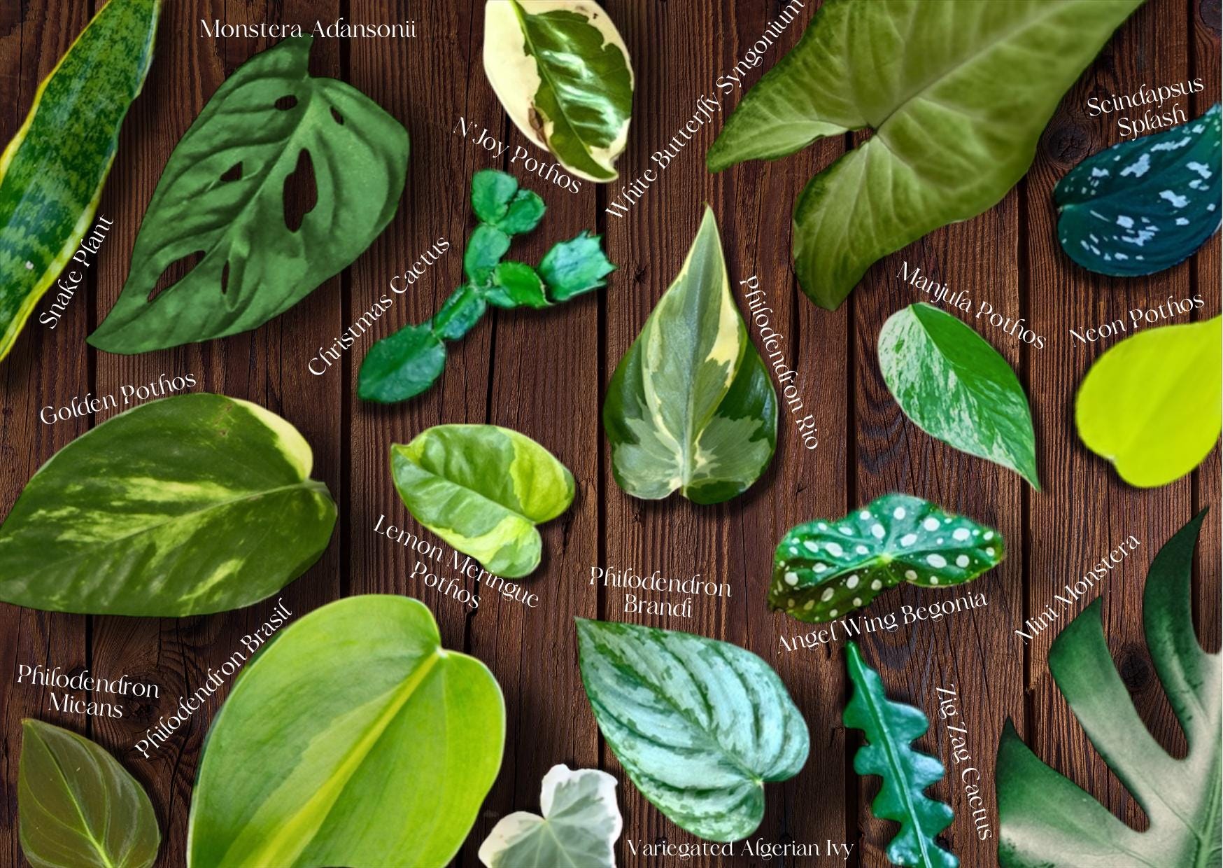 Indoor Houseplant Cuttings - Curated Selection of Hand Picked Housplant Cuttings - Plant Propagation Starts - Pothos, Philodendron, & More