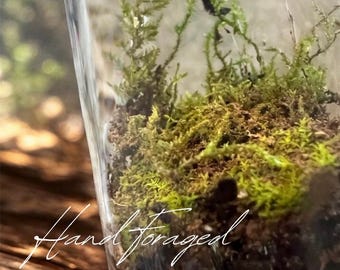 Mini Moss Terrarium, Living Ecosystem, Hand Foraged, Terrarium Kit, Lichen, Moss, Rocks, Potion Jar, Sustainable, Eco-Friendly, DIY Kit