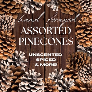May include: An arrangement of assorted pinecones, some with a natural brown hue and others with a silvery-white appearance, encircling text on a wooden background. The text reads "hand-foraged ASSORTED PINECONES" and "UNSCENTED SPICED & MORE!"