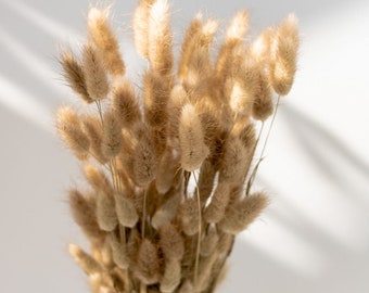 Dried Lagurus in its natural state, 100g bunch