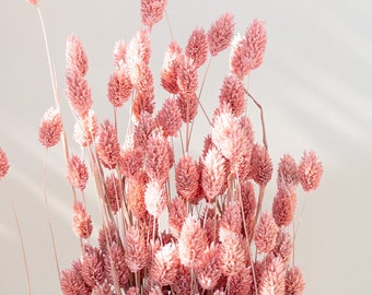 Getrockneter Phalaris in frosted Pink, Bund 200g / 10 Stück 5-10g