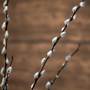 Weidenkätzchen/Salix Bund, 100cm in natur - MAHINA