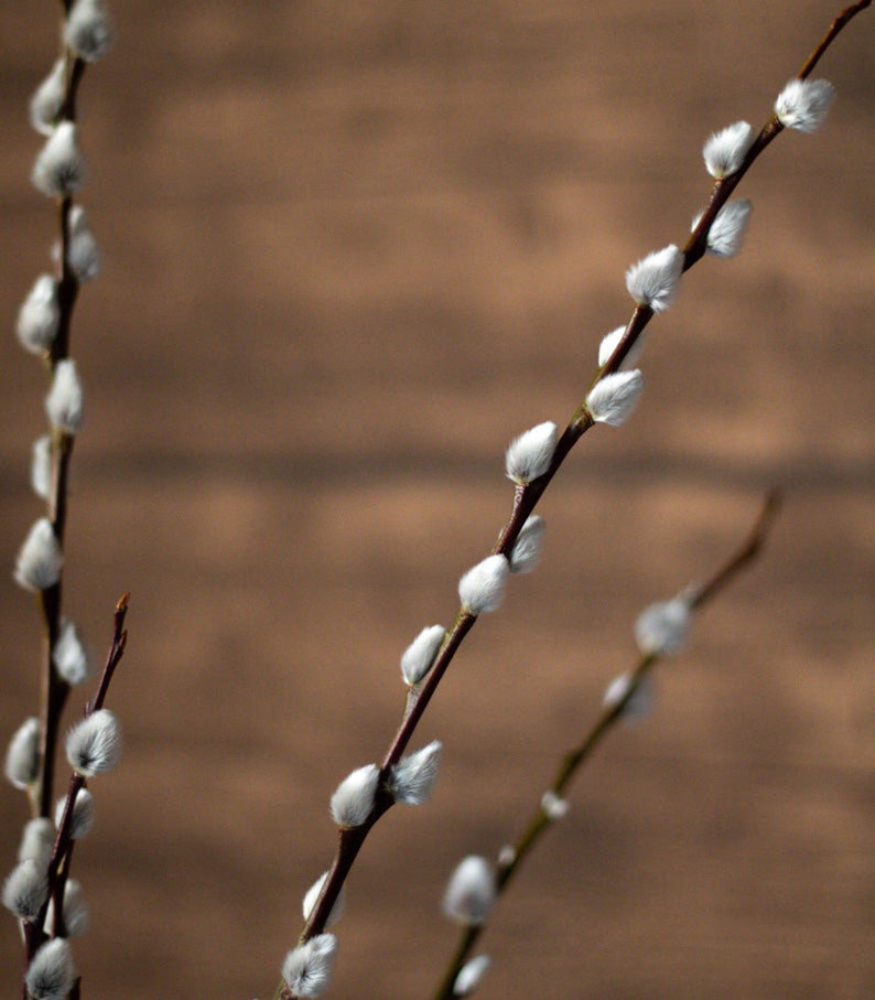 Weidenkätzchen/Salix Bund, 100cm in natur - MAHINA