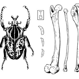 Beetle and Bones