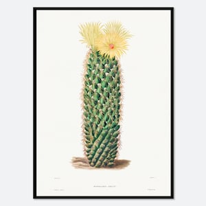 Igel Kaktus Botanische Blumen Vintage Wand Kunst | Frühling Sukkulenten, Grünpflanzen, Floral Poster, Retro Antik Dekor #BA29