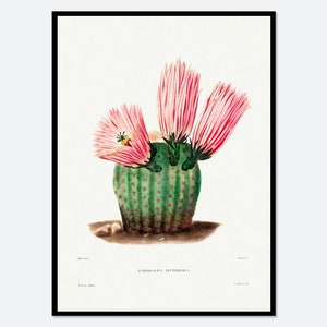 Regenbogen Kaktus Botanische Blumen Vintage Wand Kunst Druck | Frühling Sukkulenten, Grünpflanzen, Floral Poster, Retro Antik Dekor #BA28