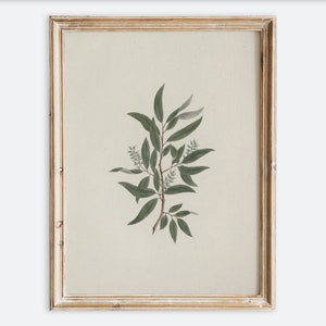 Vintage botanique fleur plante feuillage dessin nature morte impression d'art mural, esquisse florale rustique, affiche de ferme minimaliste antique VP118