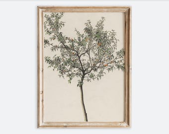 Vintage European Rustic Neutral Fruit Tree Sketch Drawing Wall Art Print, Minimalist Tree Poster, Antique Moody Simple Landscape Decor VP182