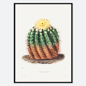 Impresión artística vintage de cactus barril dorado con flores botánicas / Suculentas, plantas verdes, póster floral colorido, decoración retro antigua #BA30