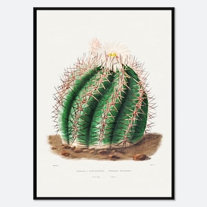 Türkenkopf Kaktus Botanische Blumen Vintage Wand Kunst Druck | Sukkulenten, Grünpflanzen, Floral Poster, Retro Antik Dekor #BA32