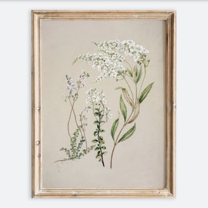 Vintage fleur botanique feuillage dessin nature morte impression d'art mural, croquis floral neutre rustique, affiche de ferme minimaliste antique VP117