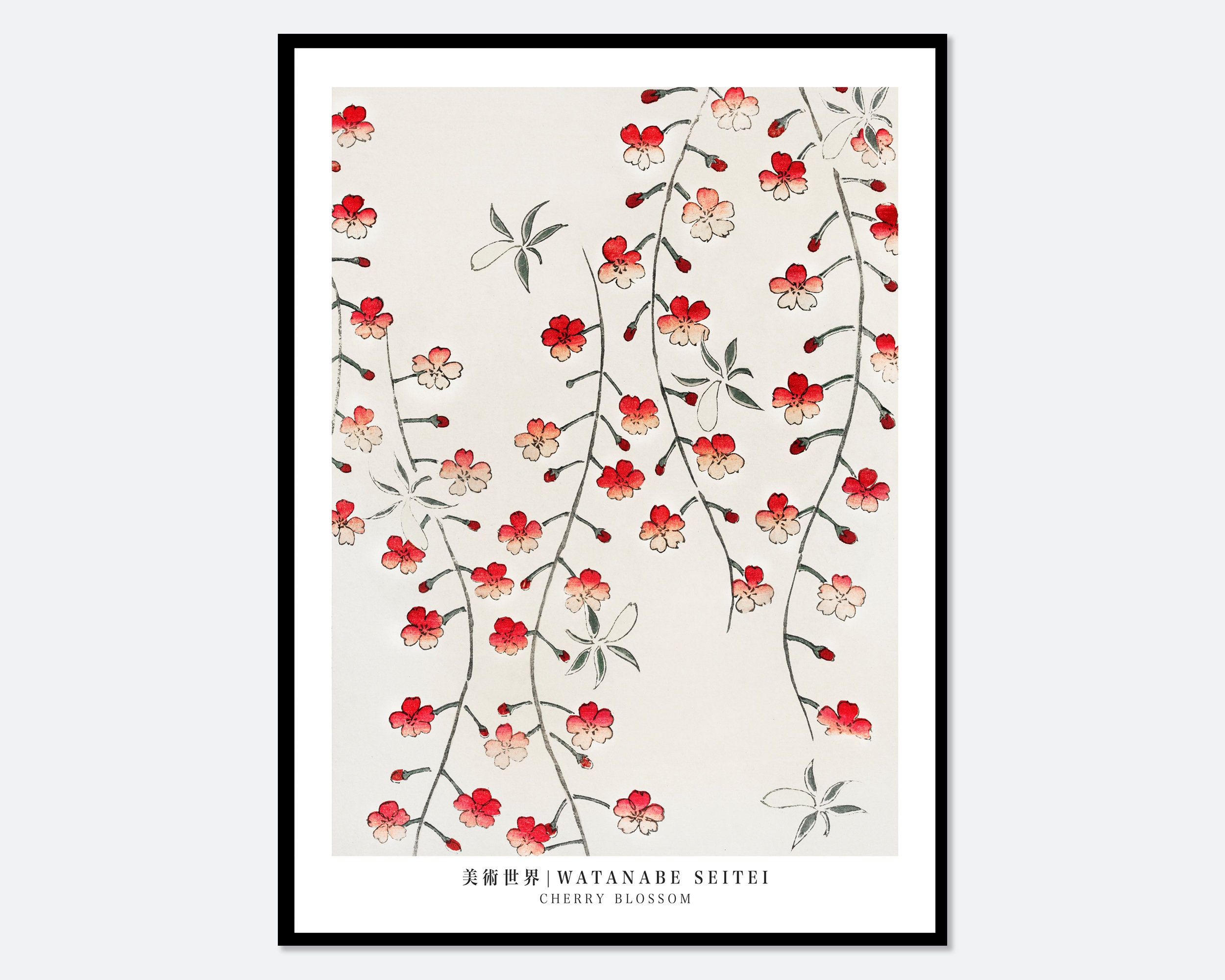 Watanabe Seitei Cherry Blossom from Bijutsu Sekai Vintage Japanese Woodblock Flowers Art Print | Japanese Art, Japanese Poster 渡辺省亭美術世界 JP12