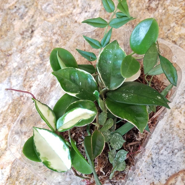 FREE SHIPPING - Mystery Hoya clippings with one premium choice - unrooted