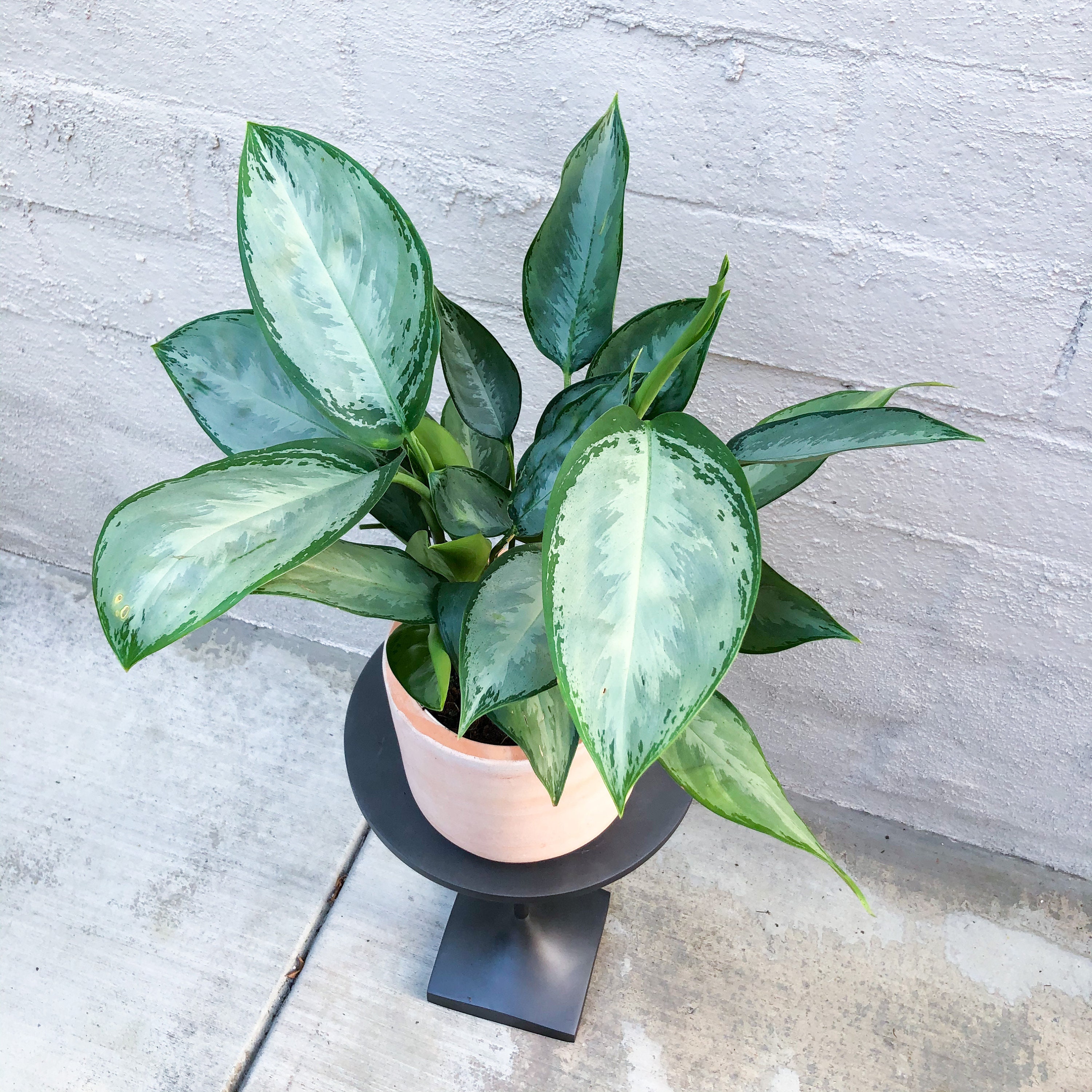 Aglaonema Silver Bay Aglaonema Silverado Chinese Evergreen | Etsy