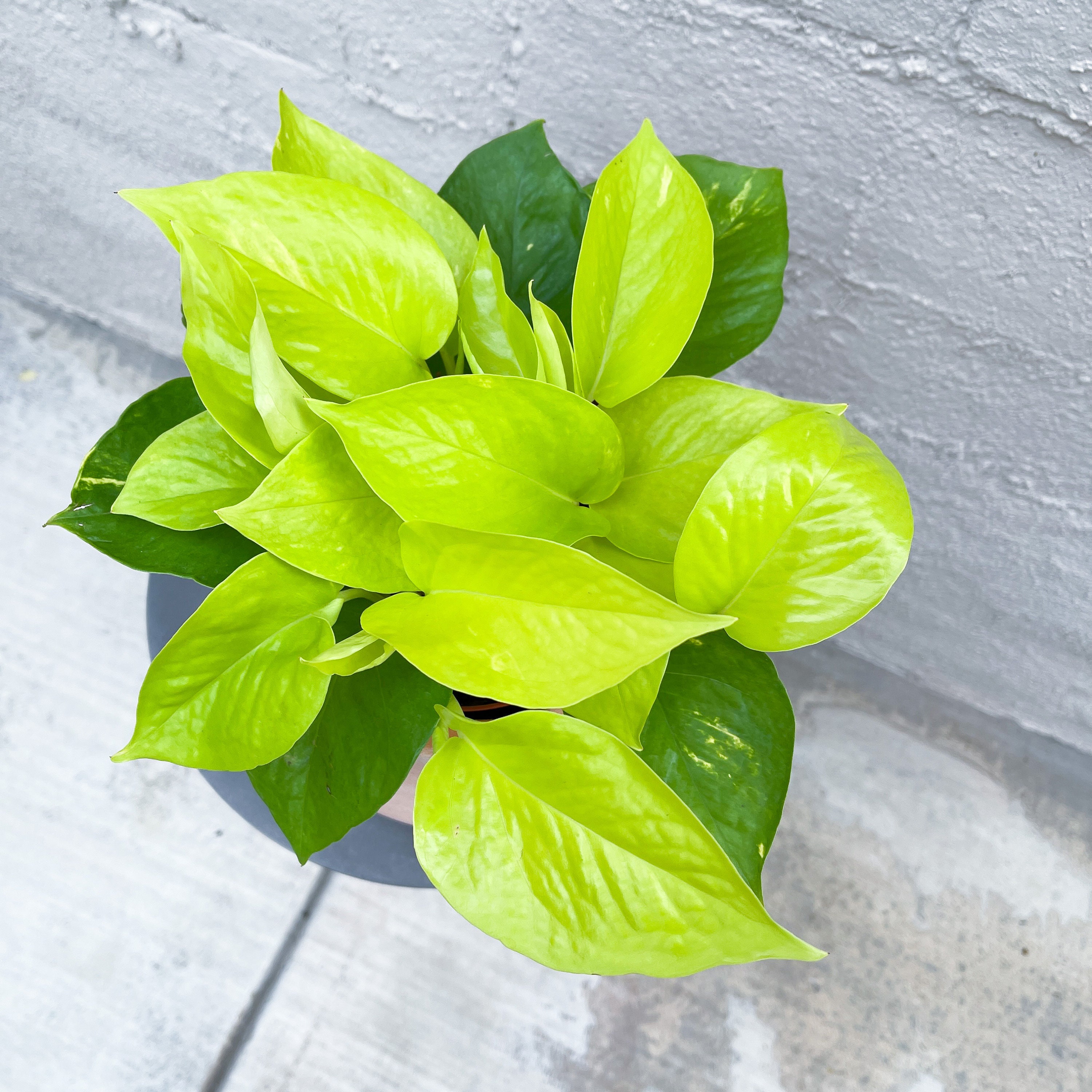 Lime green pothos plant