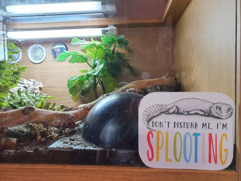 May include: A white sign with a black and white illustration of a lizard with the text "Don't disturb me, I'm splooting" in rainbow colors.