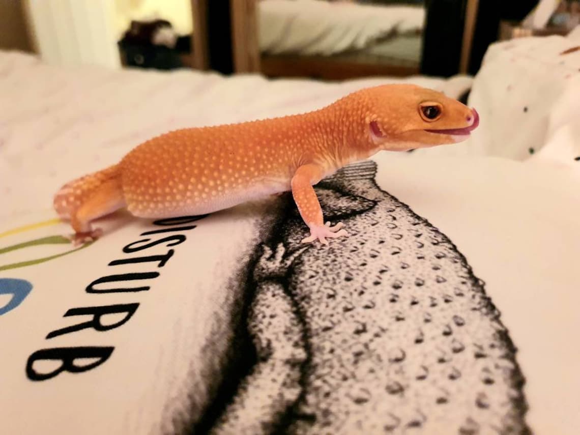 Leopard Gecko Splooting Cushion Leopard Gecko Accessories Etsy