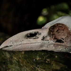 May include: A close-up of a white bird skull with a brown interior. The skull is resting on a branch with green moss.