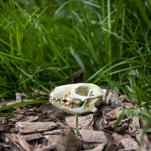 Hedgehog skull – resin life-like replica