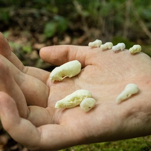 Mini cráneos de mamíferos impresos en 3D (ratón, murciélago, comadreja, topo) - Réplicas de fauna del Reino Unido