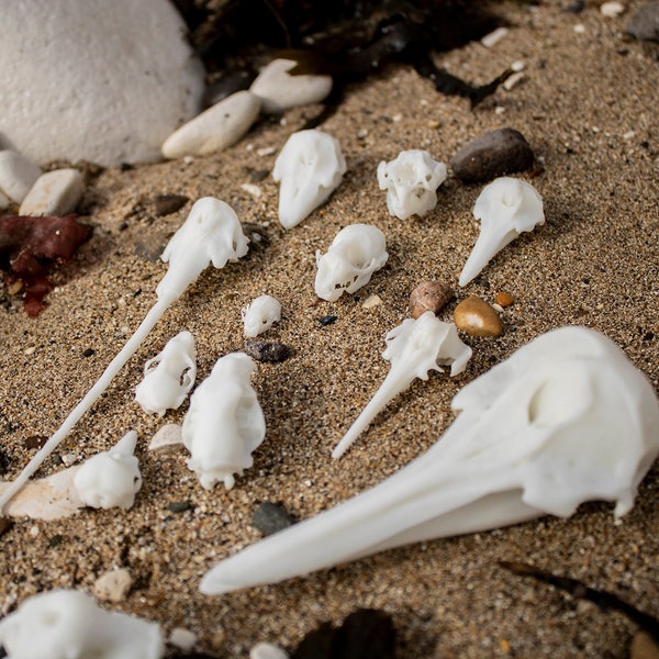 Tiny Marine Mammal Skulls - 3D printed Miniature Resin Replicas