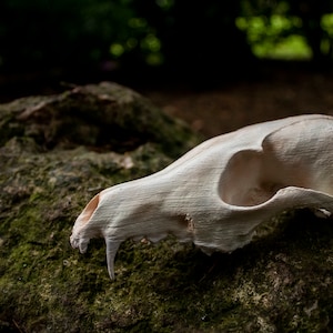 Anatomical Fox Skull 3D Printed Hand Painted Anatomical Model