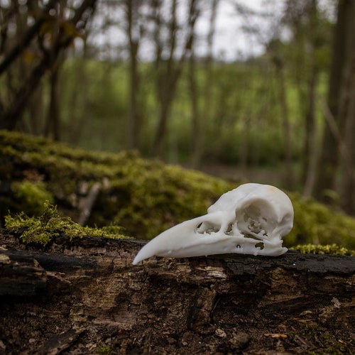 Carrion Crow Cranium and Jaw - 3D Printed Resin Replica