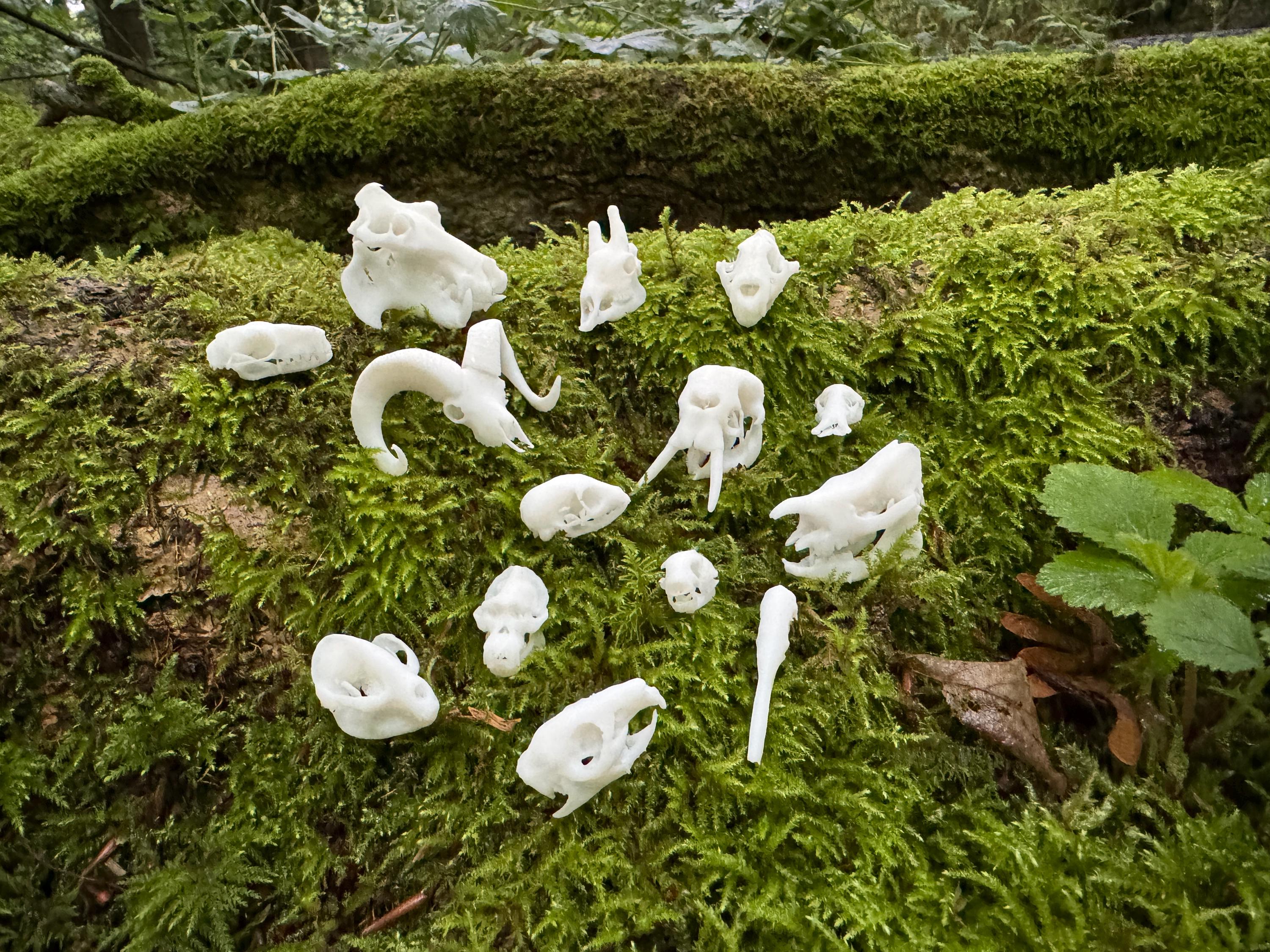 World Mammal Skulls – mini resin models