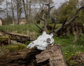 n*r様 蝦夷鹿hunting trophy（deer skull）天然 蝦夷鹿hunting trophy（deer skull）