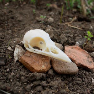 May include: A smooth, off-white bird skull featuring a pointed beak and large, hollow eye sockets. The skull is positioned resting on top of several small, weathered brown and reddish-brown stones embedded in dark, textured soil.