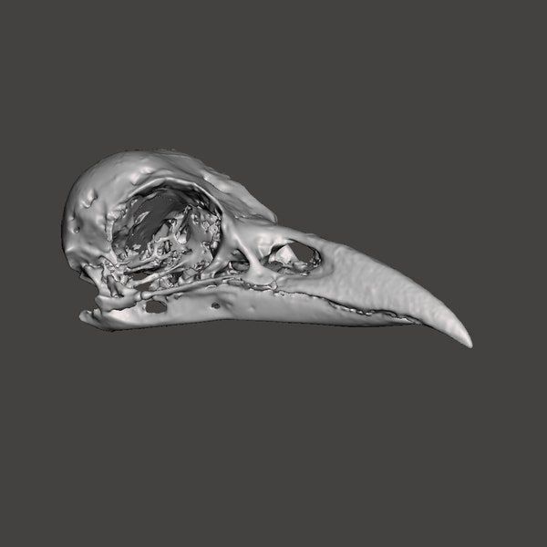Crow/Raven Skull - Custom 3D Printed Resin Replica
