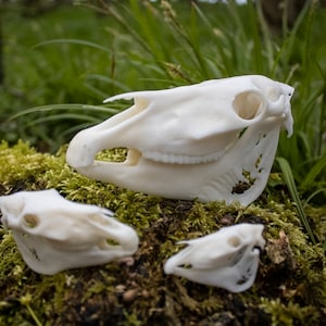 Horse Cranium and Jaw - 3D Printed Replicas
