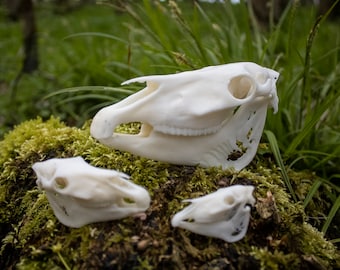 Horse Cranium and Jaw - 3D Printed Replicas