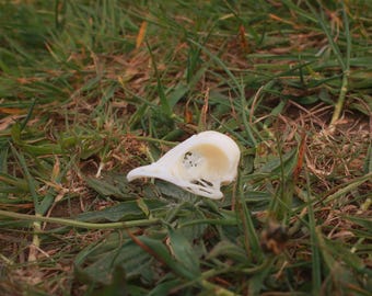 Cráneo de vencejo (Apus apus) – Réplica de fauna silvestre impresa en 3D para museo