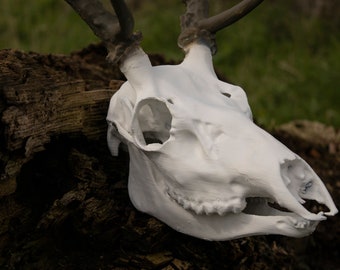 n*r様 蝦夷鹿hunting trophy（deer skull）天然 n*r様 蝦夷鹿hunting trophy（deer skull）天然
