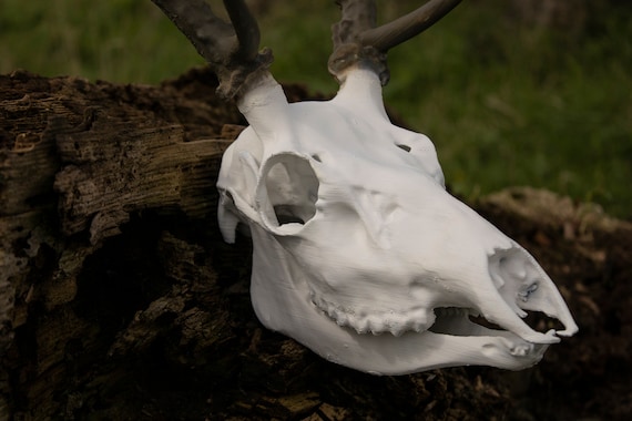Isolated Hunting Trophy Of A Deer Skull With, Hunt, Hunting