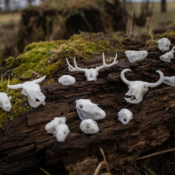 Bulk Orders: Tiny European Mammal Skulls - 3D printed Miniature Resin Replicas P1