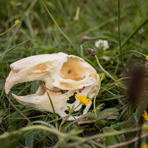 Anatomical Rabbit Skull Replica 3D Printed