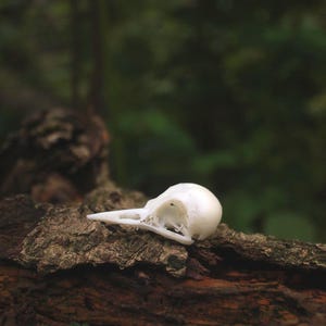 Puede incluir: Un pequeño cráneo de ave blanco blanqueado con un pico puntiagudo y cuencas oculares vacías, descansando sobre un trozo de corteza de árbol marrón oscuro y rugosa. El cráneo es liso y limpio, contrastando con la superficie texturizada del leño.