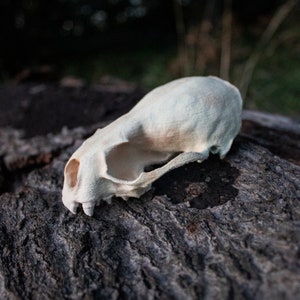 Otter Skull – 3D printed resin replica