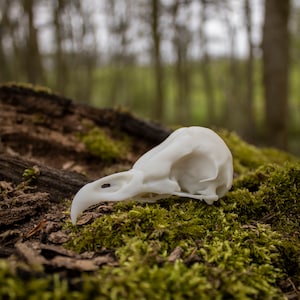 Barn Owl Cranium - 3D Printed Resin Replica