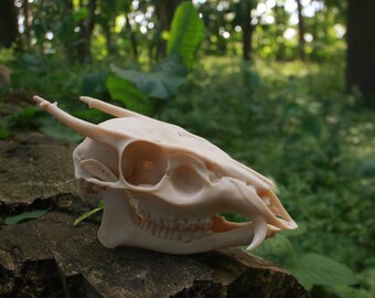 キョンの頭蓋骨 - Etsy 日本