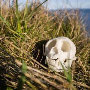 May include: A white plastic skull with a detailed face, lying in tall green grass.