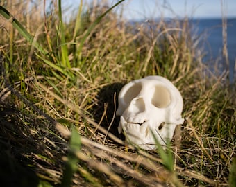 Capuchin Monkey Cranium and Jaw - 3D Printed Resin Replica