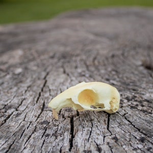 Eichhörnchen Schädel Replica 3D Gedruckt