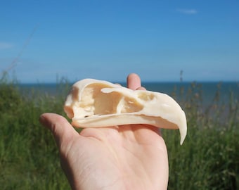 Bald Eagle (Haliaeetus leucocephalus) – 3D Printed Museum Wildlife Replica