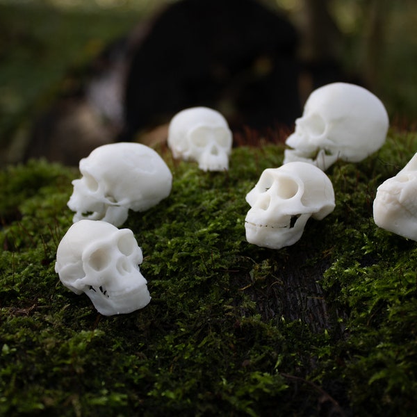 Tiny Ape Skull (Human Evolution) - 3D printed Miniature Resin Replicas