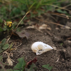 Könnte beinhalten: Ein kleiner, weißer, gebleichter Vogelschädel mit spitzem Schnabel und leeren Augenhöhlen, der auf dunklem, strukturiertem Boden liegt. Der Schädel ist glatt und sauber und zeigt deutliche anatomische Details des Schädels und des Oberkiefers.